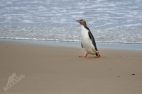 Tucnak zlutooky - Megadyptes antipodes - Yellow-eyed penguin - hoiho 8396